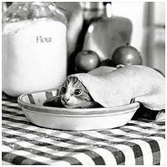 Black and white photograph of a kitten covered by pie dough in a pie. For Comfort Reads by Malin James